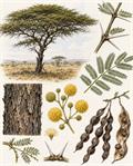 معرفی و نگهداری آکاسیا چتری (Acacia tortilis)؛ درخت مقاوم بیابانی